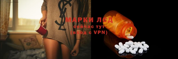 стаф Алзамай