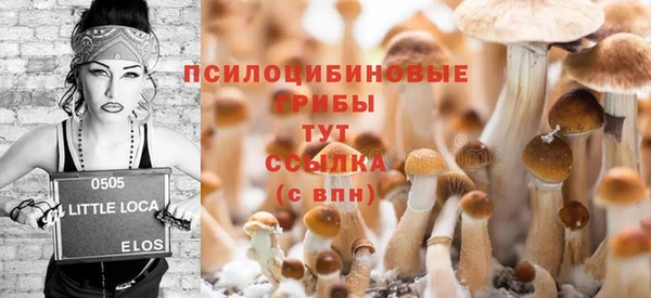 стаф Алзамай
